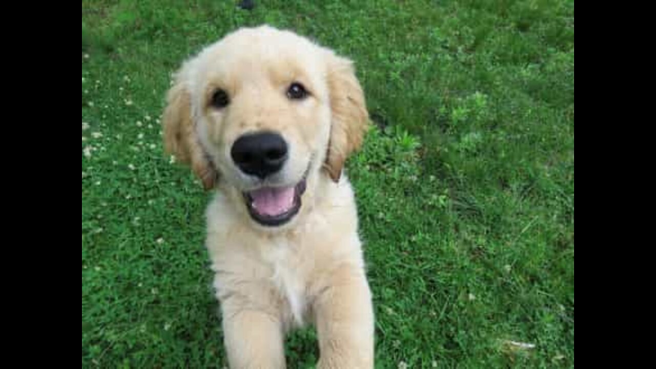 Golden retriever filhote não quer deixar o seu dono ir para a escola