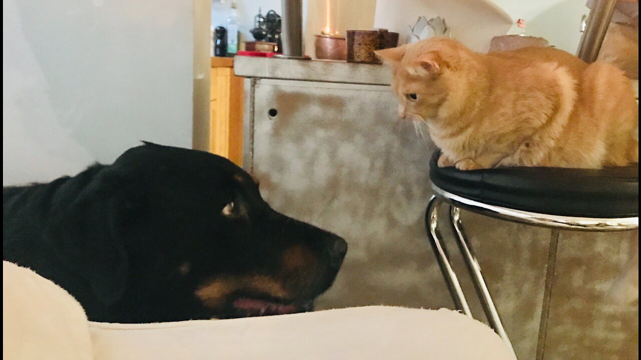 Dog Vs Cat ......😂😂🤣🤣