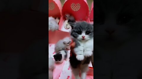 Best funny cats video|😘cute cats|cute videos|cute animal videos, shorts, YouTube shorts,shorts feed,