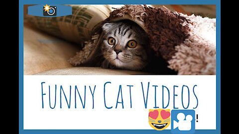 Funny Animals Compilation & Cute Cat Video