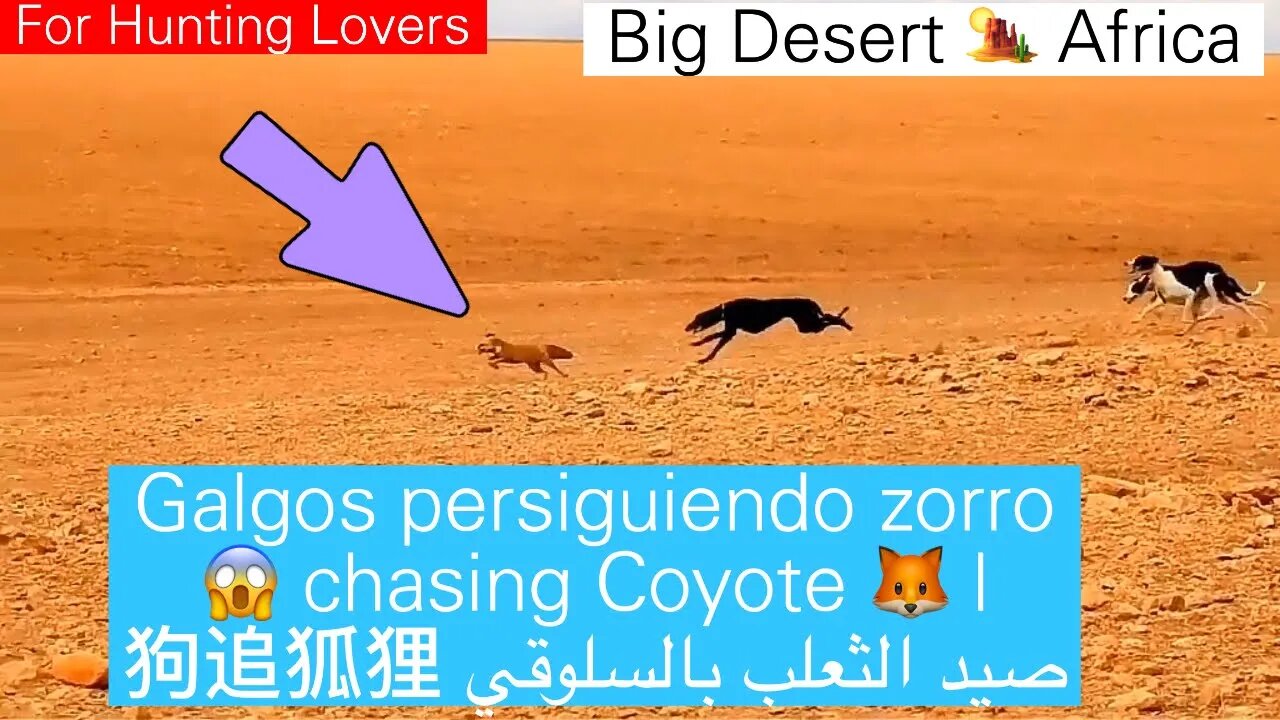 Galgos persiguiendo zorro | 😱 Greyhounds chasing Coyote 🦊 | صيد الثعلب بالسلوقي 狗追狐狸