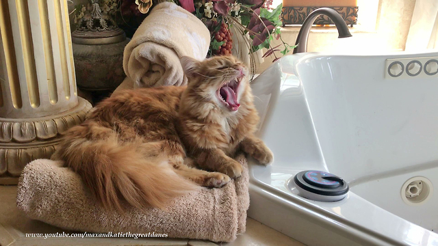 Yawning Cat Enjoys Relaxing Spa Time