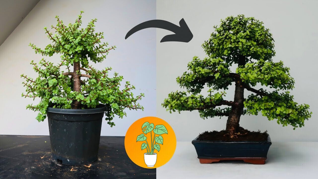 Making Dwarf Jade Bonsai (Formal Upright Style) | Repotting | Pruning | Wiring