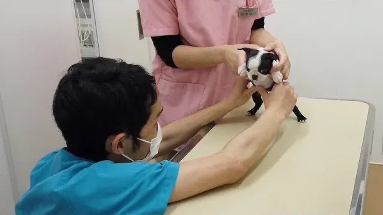 Haru-chan's 1st Vet Visit & My Thumbs are Green Again! 🤩🐶👍🏾