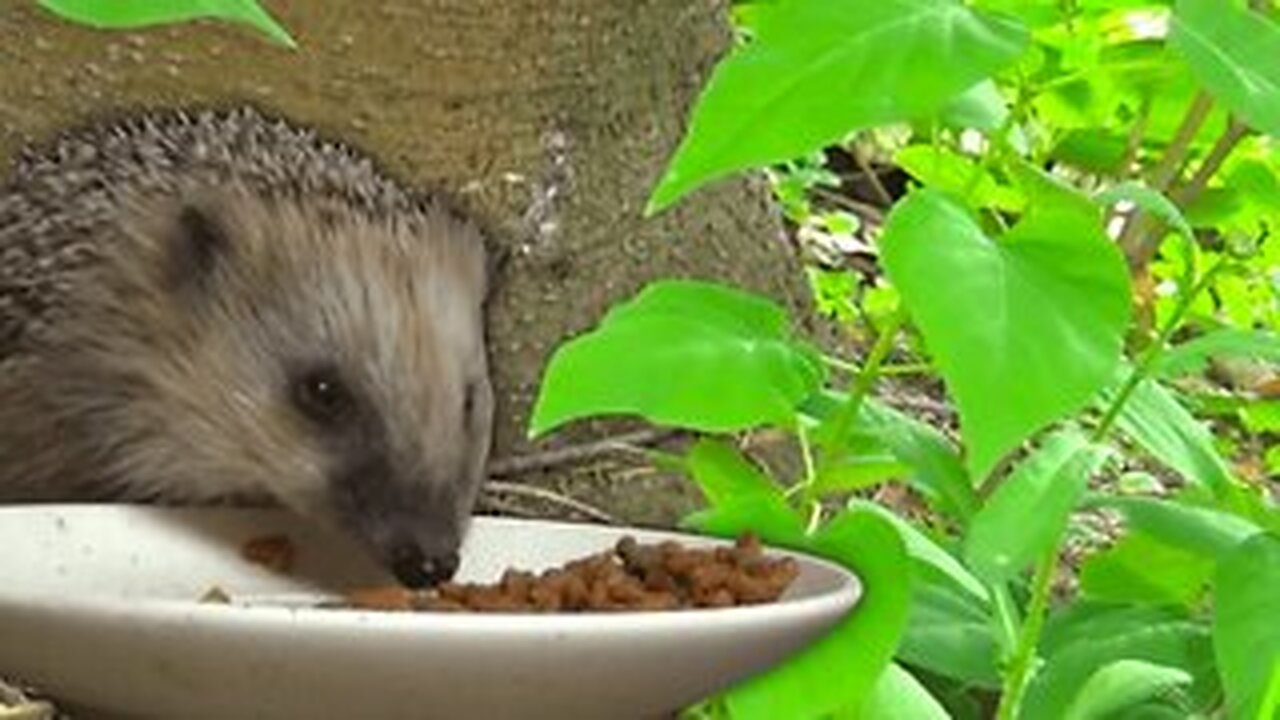 wild 🦔 eating in the garden ASMR