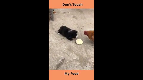 Funny animals 😊😋😎funny moments 😋😎😋