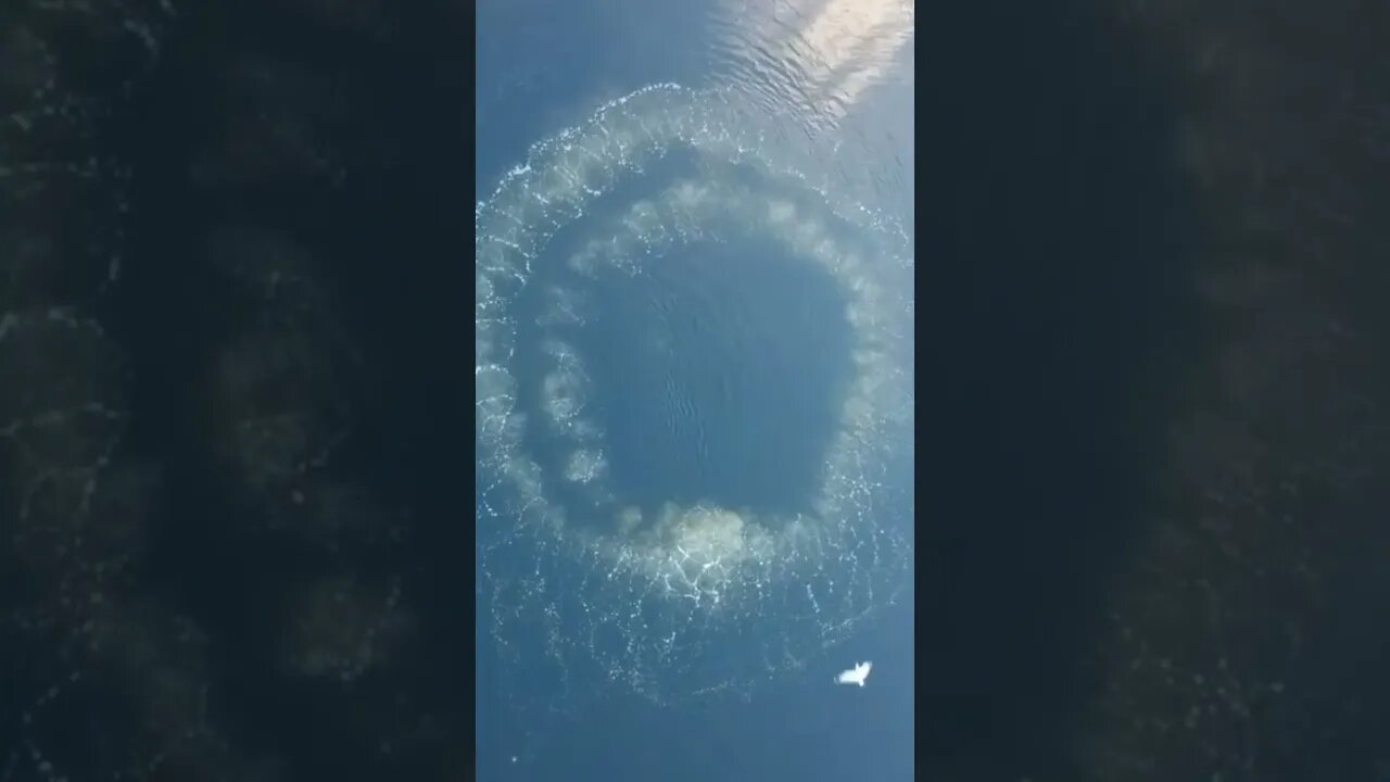 Whale come out of water 💧 for inhale | #Shorts #Animals #Whale