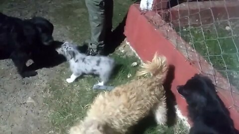 La Barra de perritos en El Hongo, Tacuarembó, Uruguay (15/05/2022)