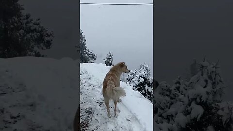 So much Snow 🤯 #funny #snow #dog #tiktok #shorts