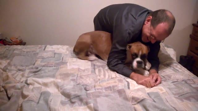 "Boxer Dog Hides When Woman Tries To Scold Him"