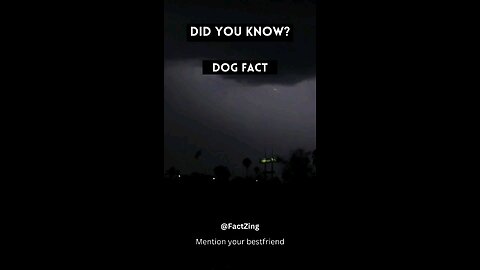 Mention your bestfriend 😂 || Dog facts