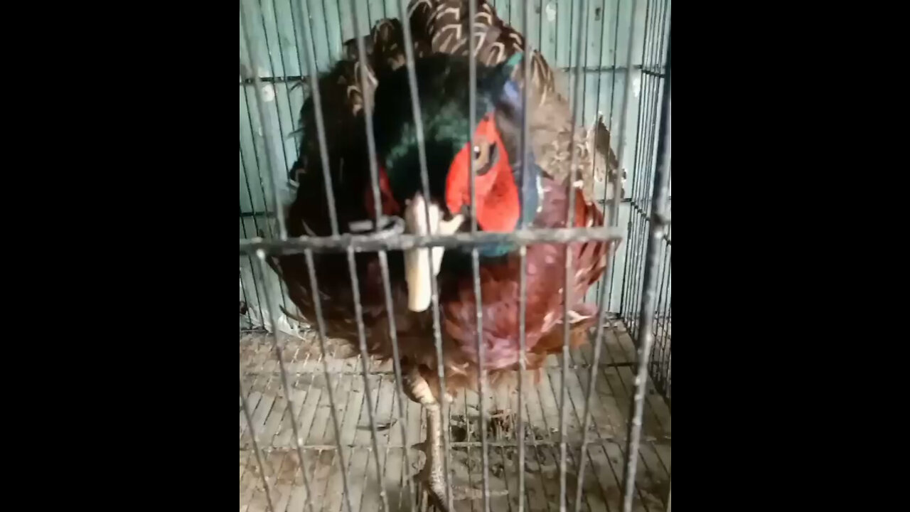 Birds market of quetta pakistan