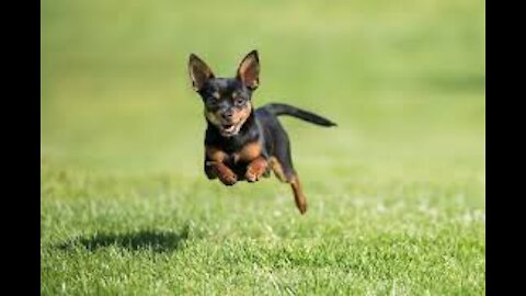 The most beautiful dogs laugh