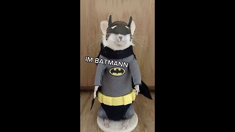 Funny animals