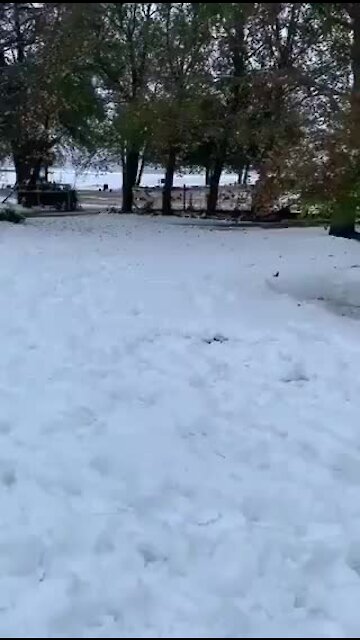 WATCH: Joy of braaiing in your underpants in Ceres snow, first rain in 12 years in Calvinia (ye7)