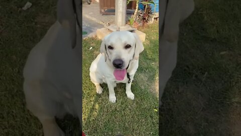 Dog biscuits #shorts #shorts #viral #viral #movie #movie #please #music #songs #entertainment