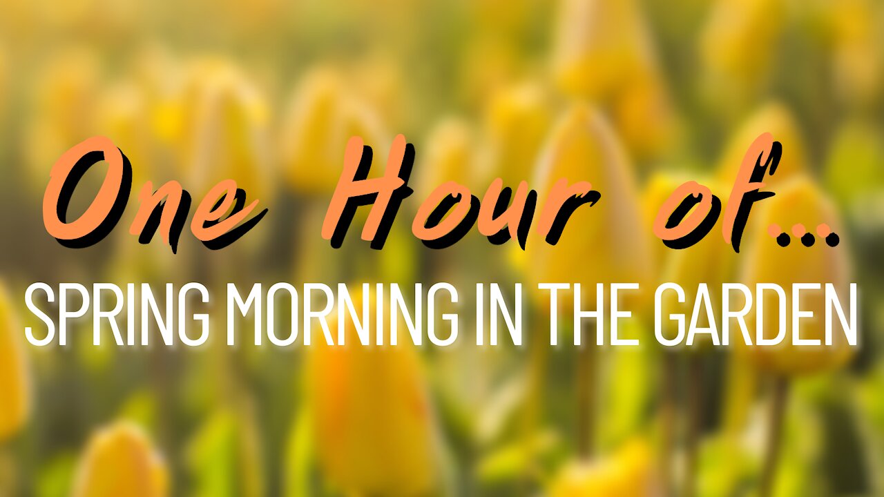 [One Hour of...] Spring Morning in the Garden