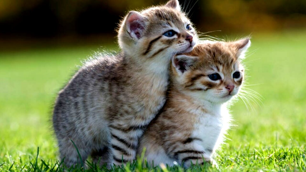 Cute and funny pets / try not to laugh to there pets complitation 2021