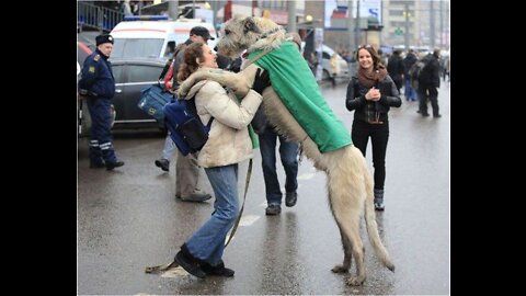 Funny dog prank😀😀|funny dog video|fake dog prank