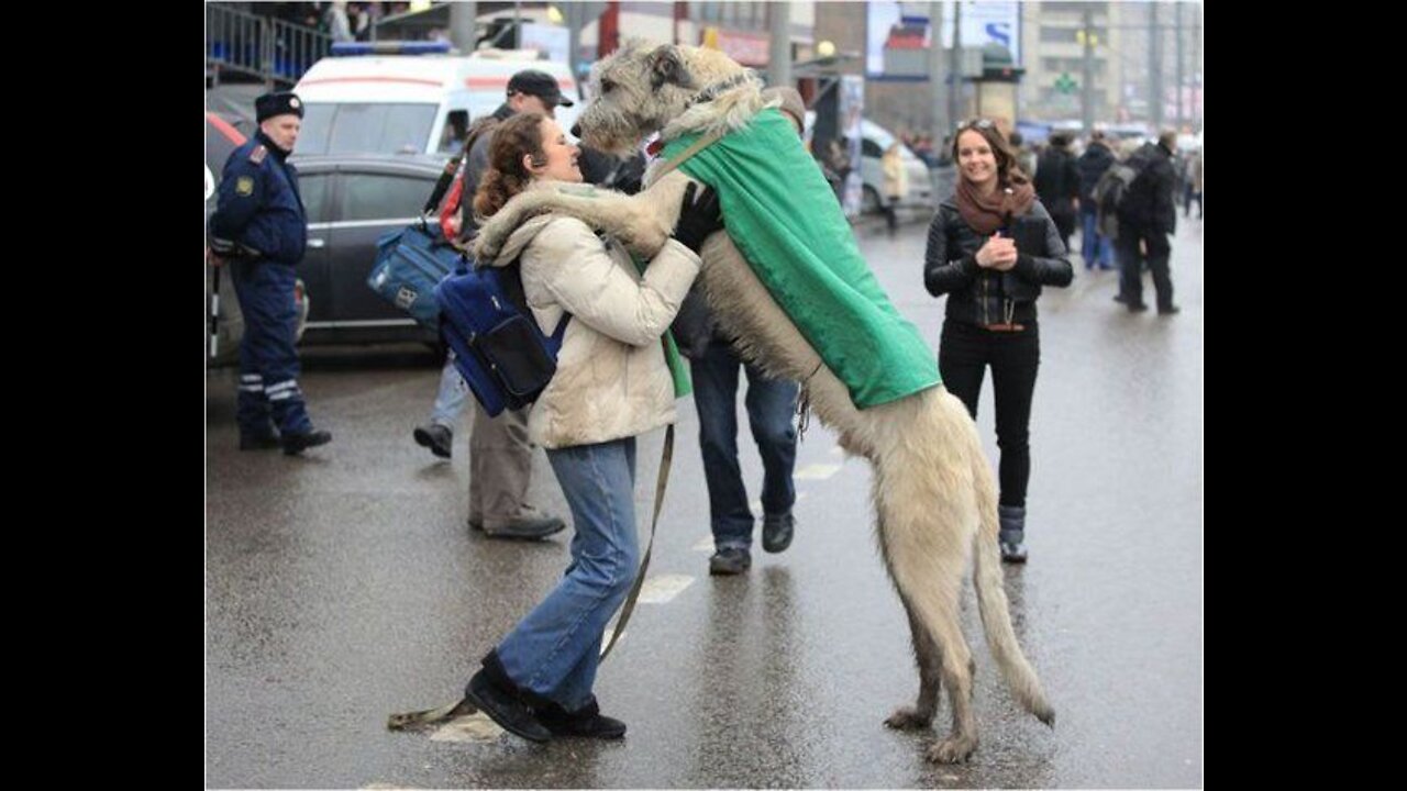 Funny dog prank๐๐|funny dog video|fake dog prank