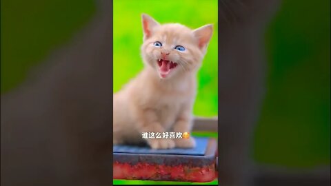 Aww So Cutest little Cat beautiful moments -