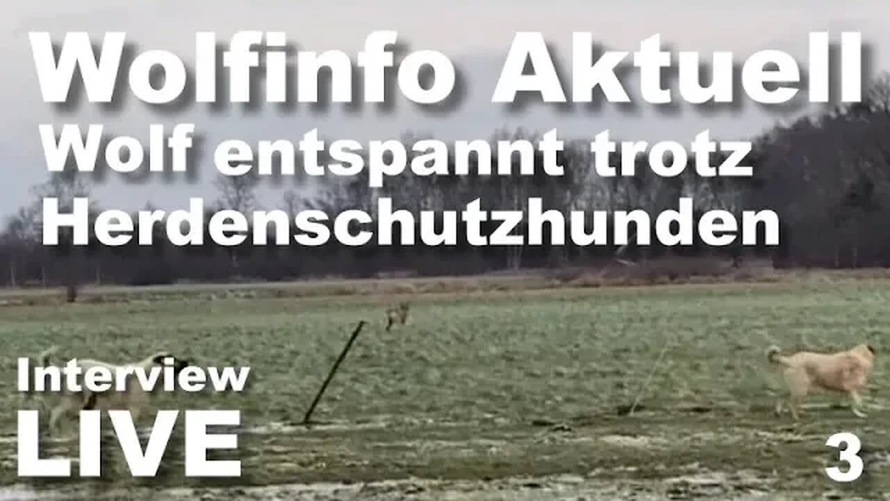 Wolfinfo Aktuell LIVE Interview ( Niedersachsen: Wolf ganz entspannt trotz Herdenschutzhunden )