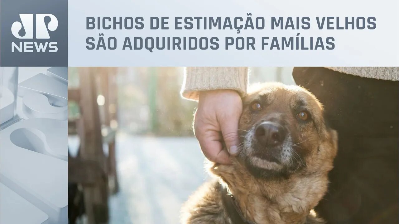 Adoção tardia de pets vira tendência entre os brasileiros; entenda