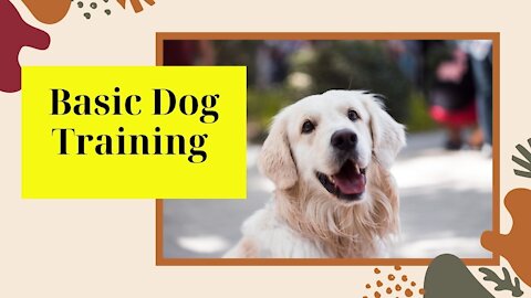 Basic Dog Training – TOP 7 Essential Commands Every Dog Should Know!