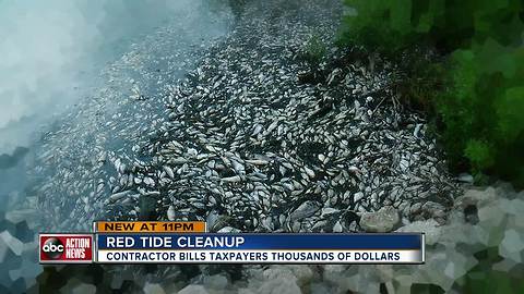 I-Team: Taxpayers billed $16,000 a day by contractor to clean up dead fish caused by red tide | WFTS Investigative Report