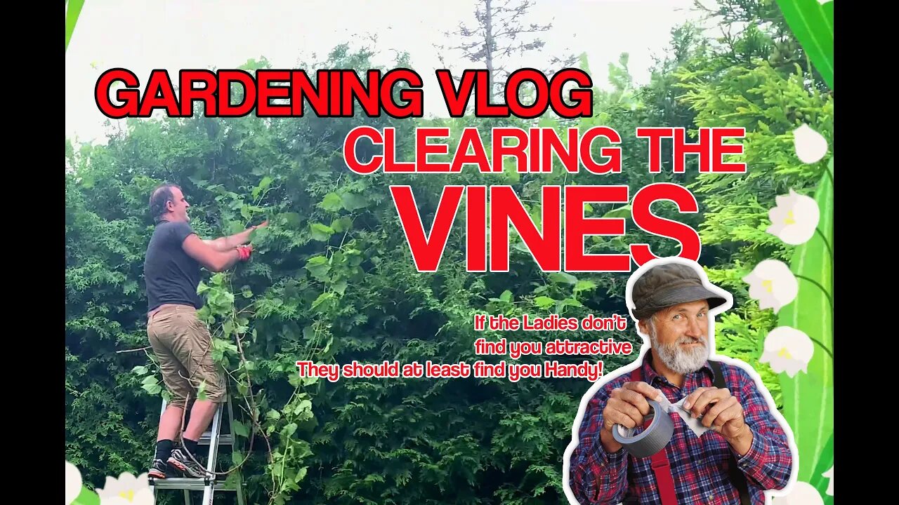 Montreal Gardening Vlog. Out Of Control Vines? This s how I got rid of them.