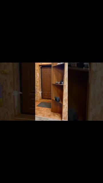 наши милые котики (4)