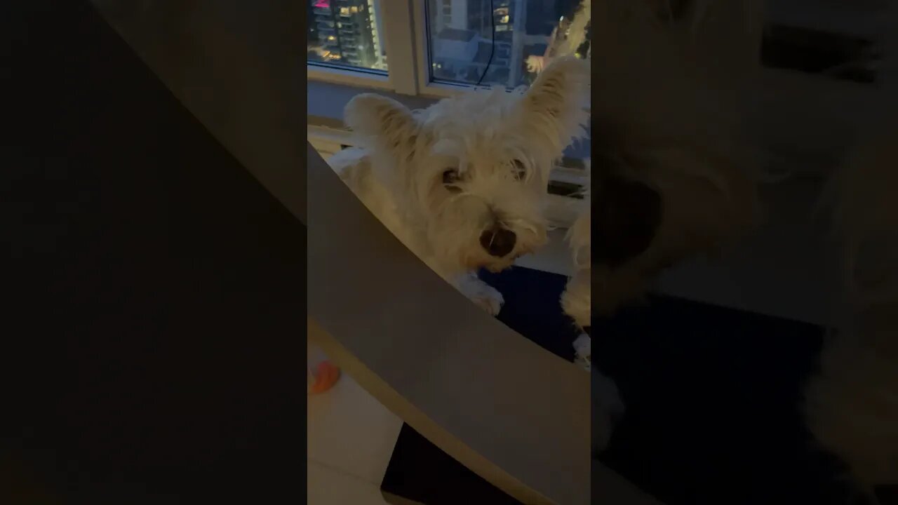 When I look under my table #funny #dogsofinstagram #dogsoftiktok #dogs #shortvideo