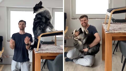 Australian Shepherd Performs Flawless Trust Fall