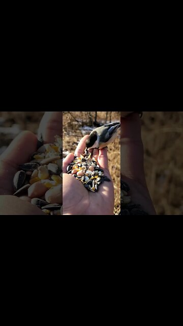 #Shorts #Charming #Bird #Peace #Love #Care