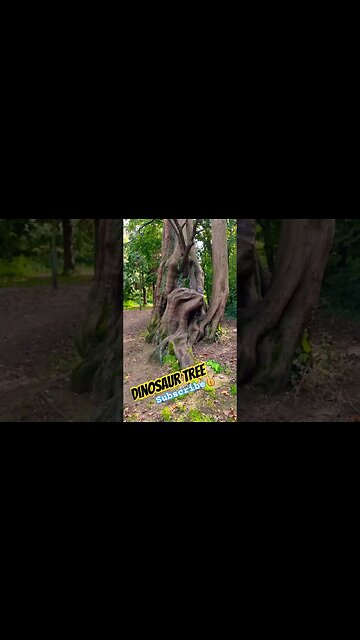 Dinosaur Tree 🦖 #dinosaur #jurassicpark #trees #naturelovers #nature #naturelover #naturebeauty