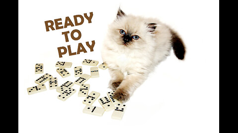 Cats play dominoes