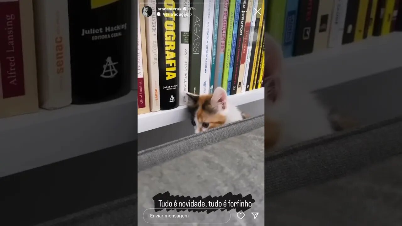 Gatos da lara filhotes | Lara Nesteruk