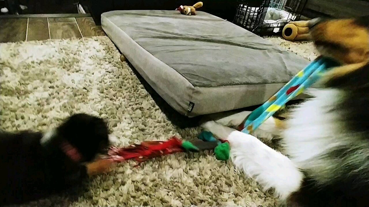 Nashville plays tug with Cannoli!