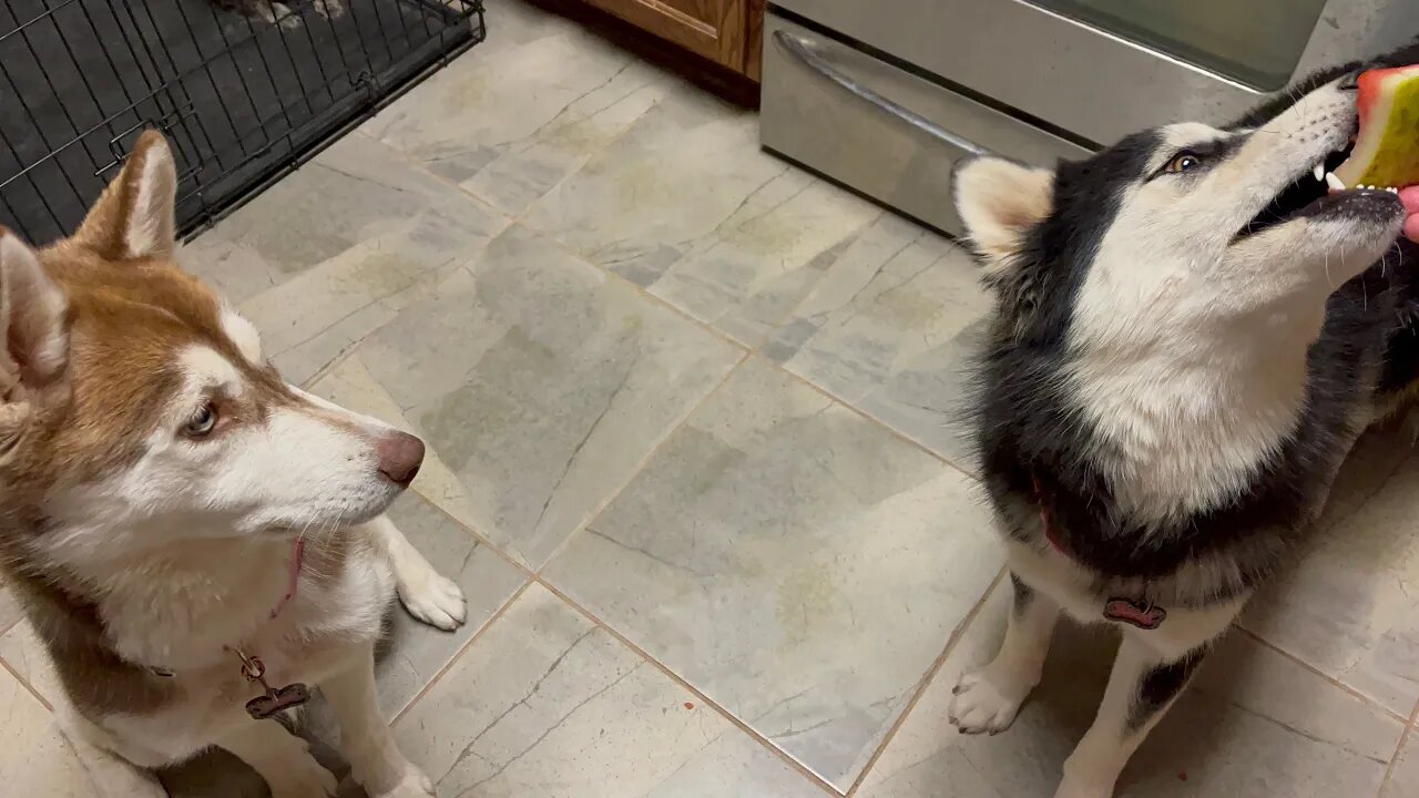 Huskies first time Eating watermelon