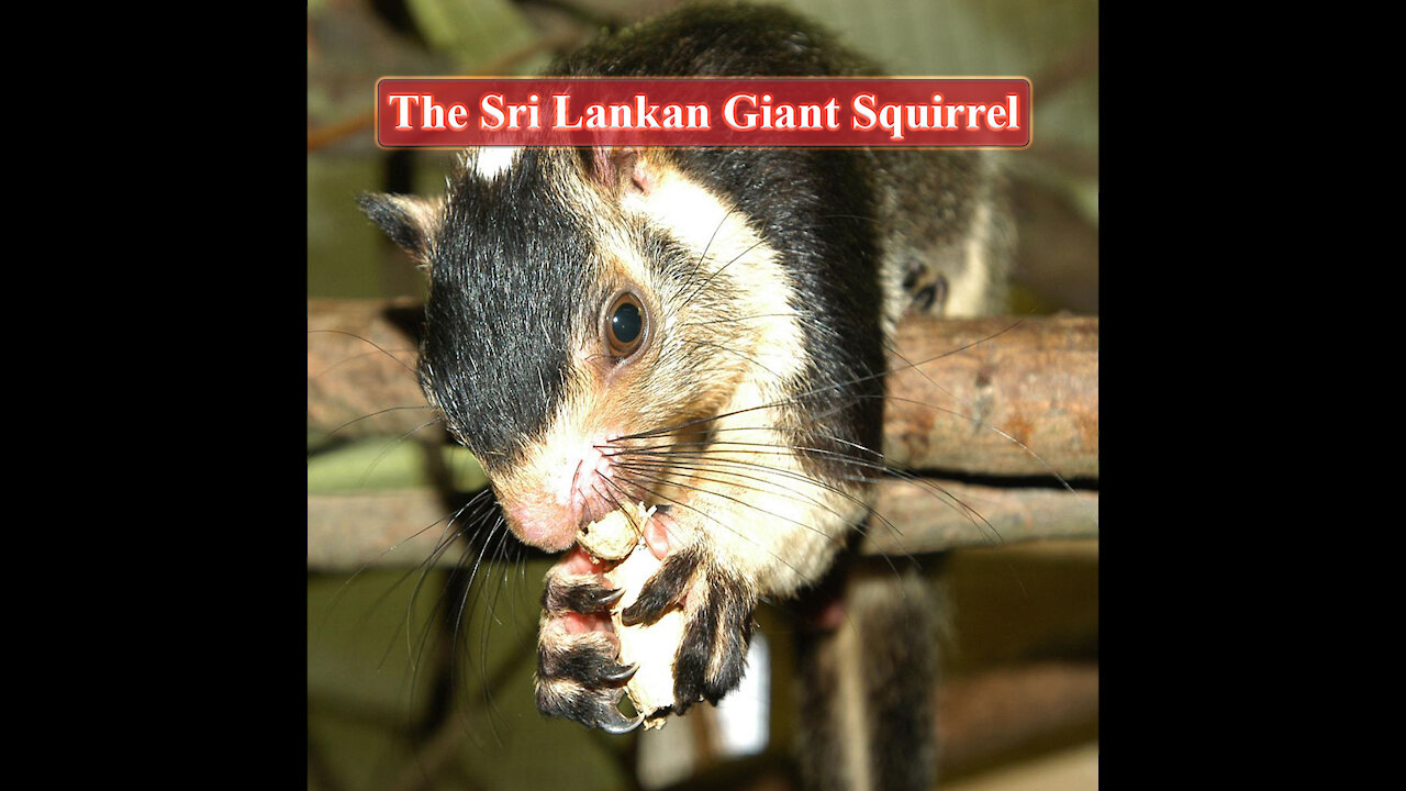 The Giant Squirrel | The grizzled giant squirrel l Ratufa macroura | Dandu Lena | Periya Anil