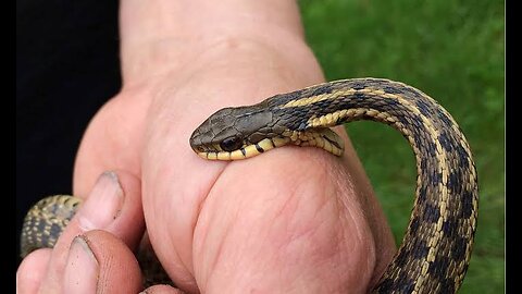 What if snake bite you? #snake # snake bite #reptile