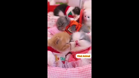 The best cute kittens of 2024👌 trending video