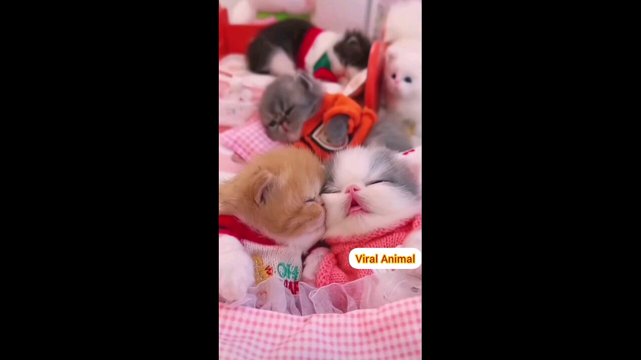 The best cute kittens of 2024👌 trending video