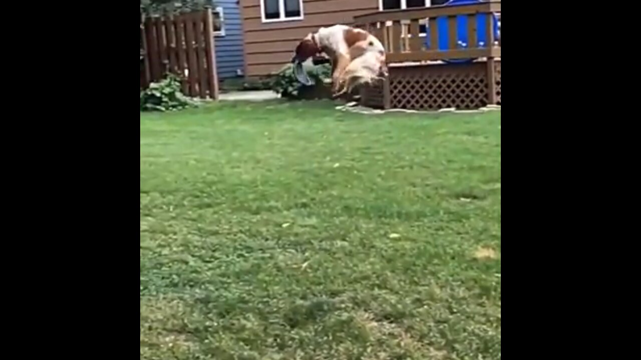 Amazing dog jumps to catch frisbee