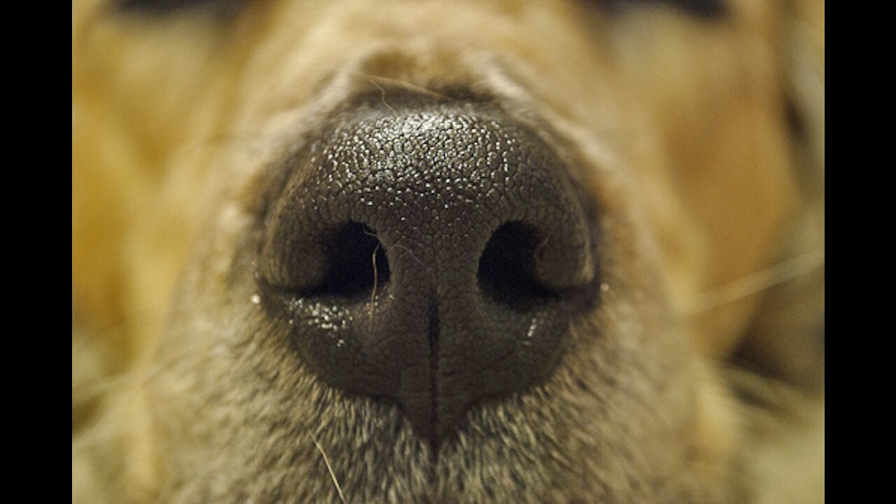 How to treat a dog's dry nose 👃