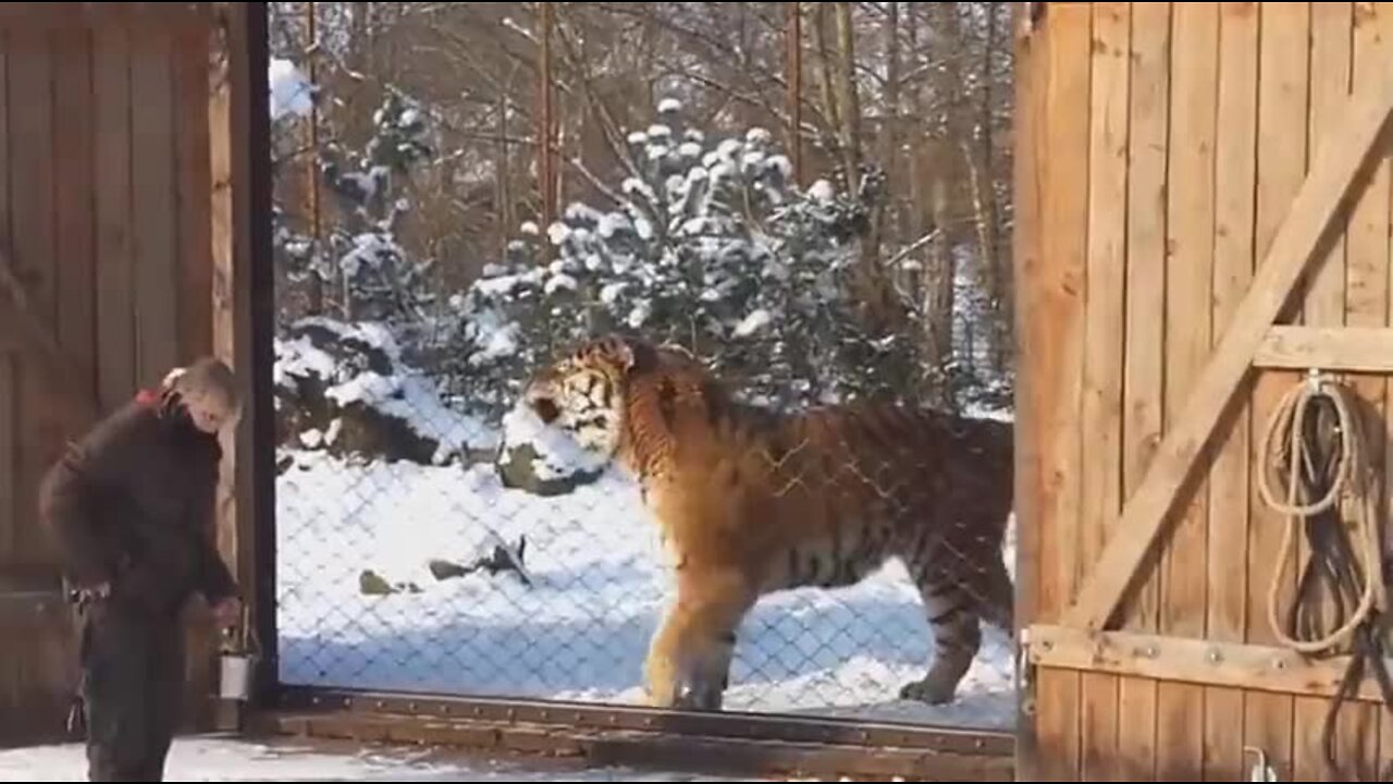 Siberian tiger, the world's largest cat