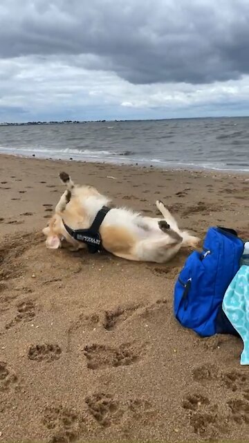 Golden Retriever rolls in sand