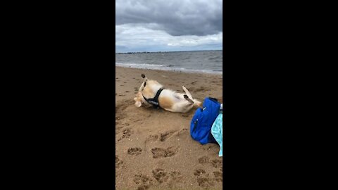 Golden Retriever rolls in sand