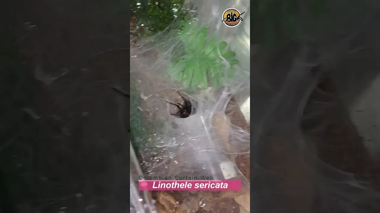 Large and Fast Curtain Web Spiders (Linothele sp.) on the Hunt! #shorts