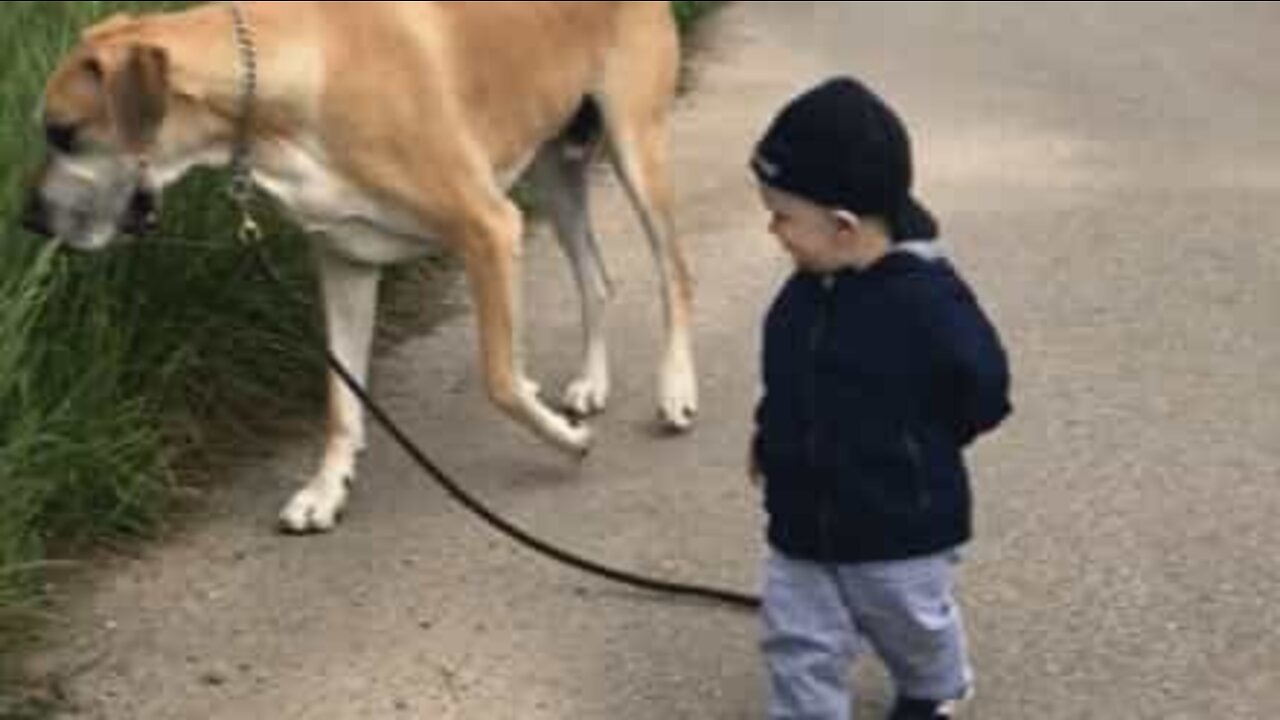 Bebê faz amizade com cão enorme!